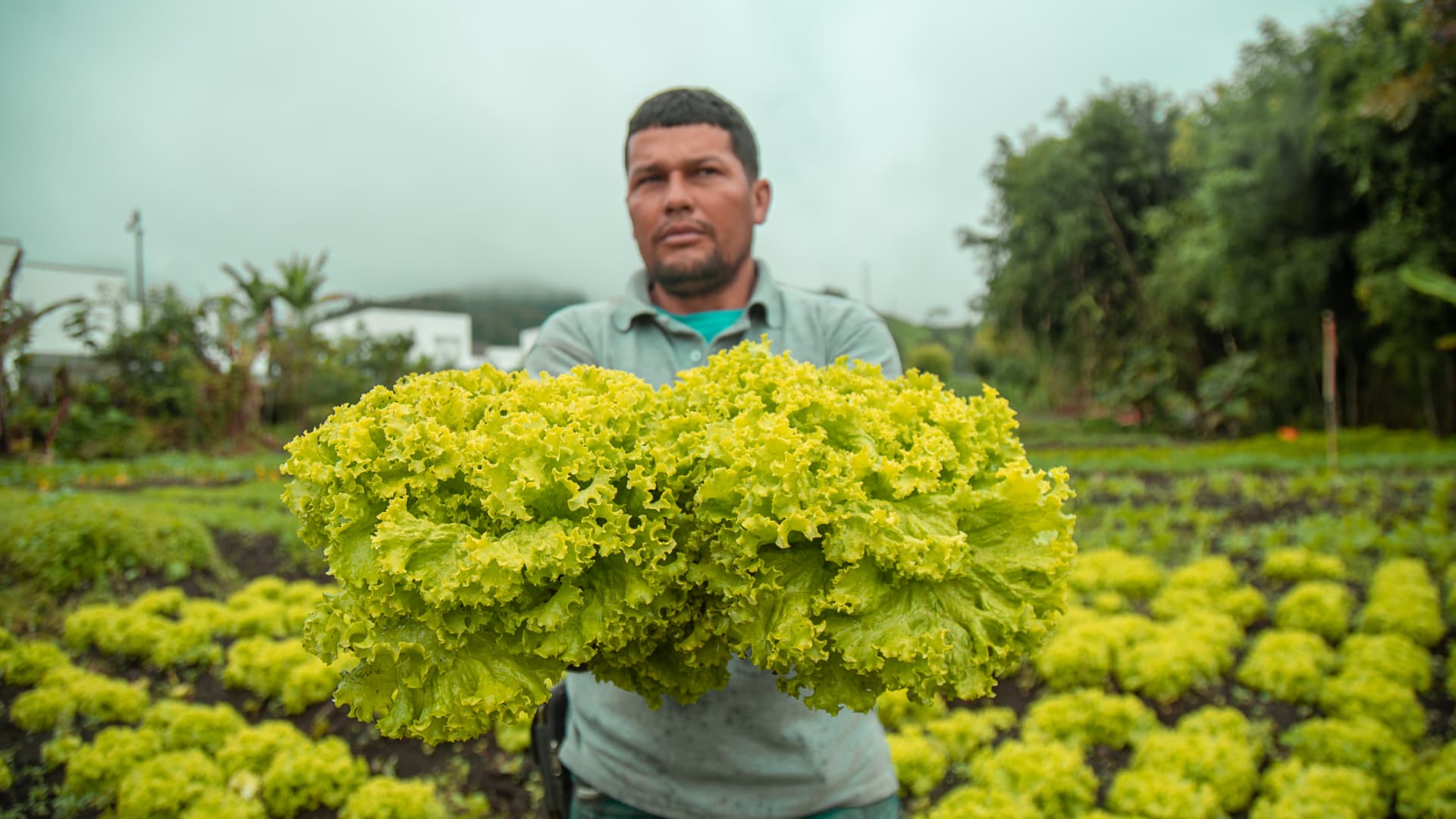 Cosecha de lechugas frescas en la huerta del Parque de la Salud