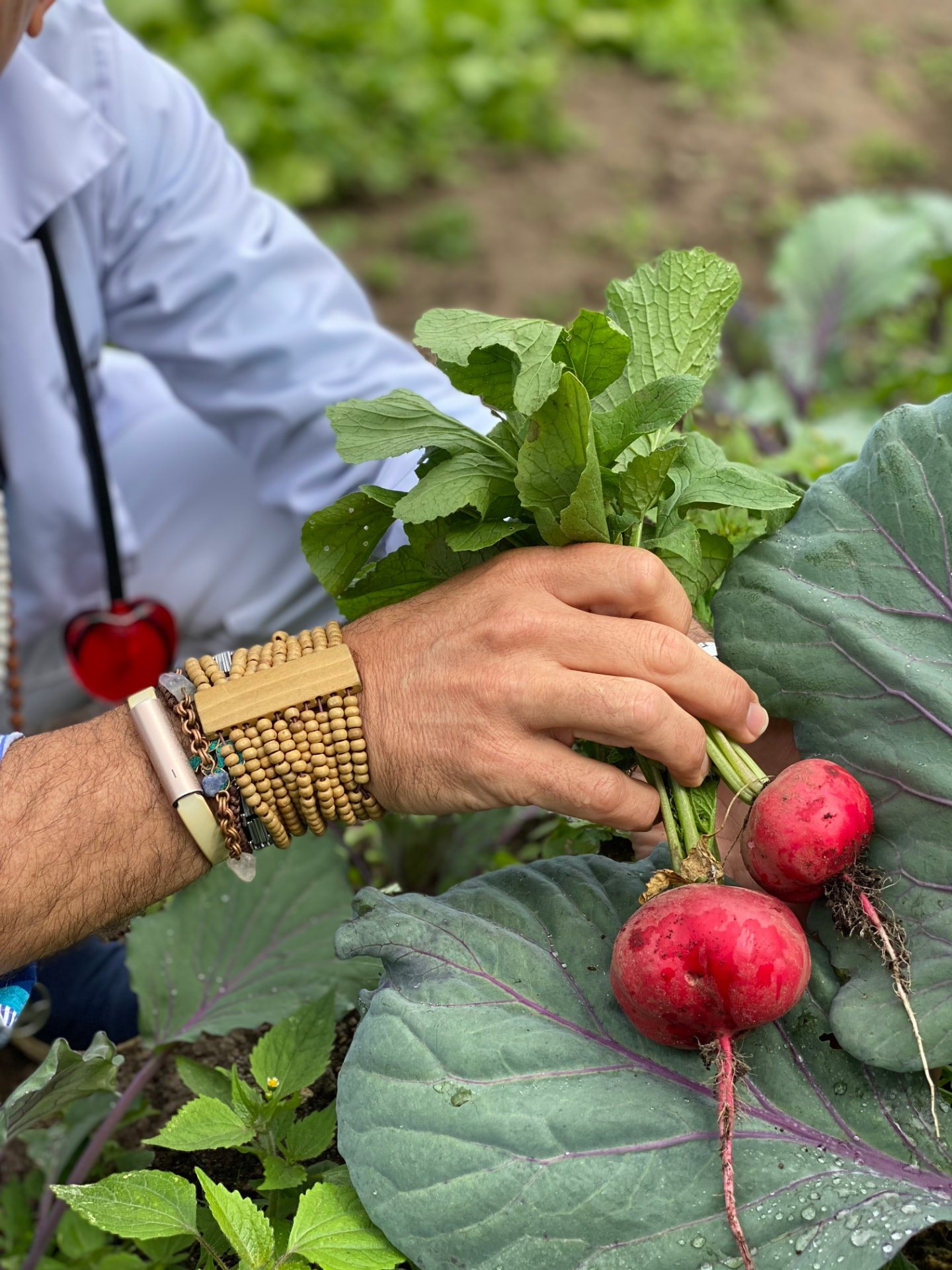 Rábanos recién cosechados en la huerta
