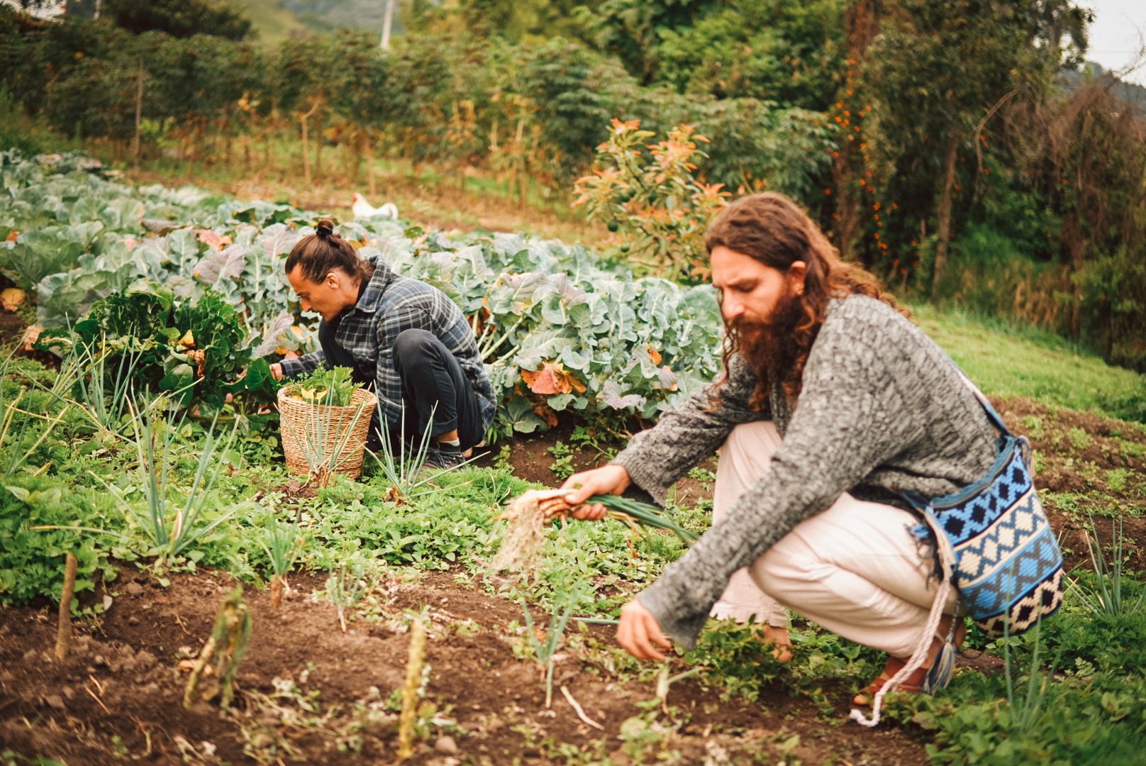 Personas cosechando alimentos en la huerta